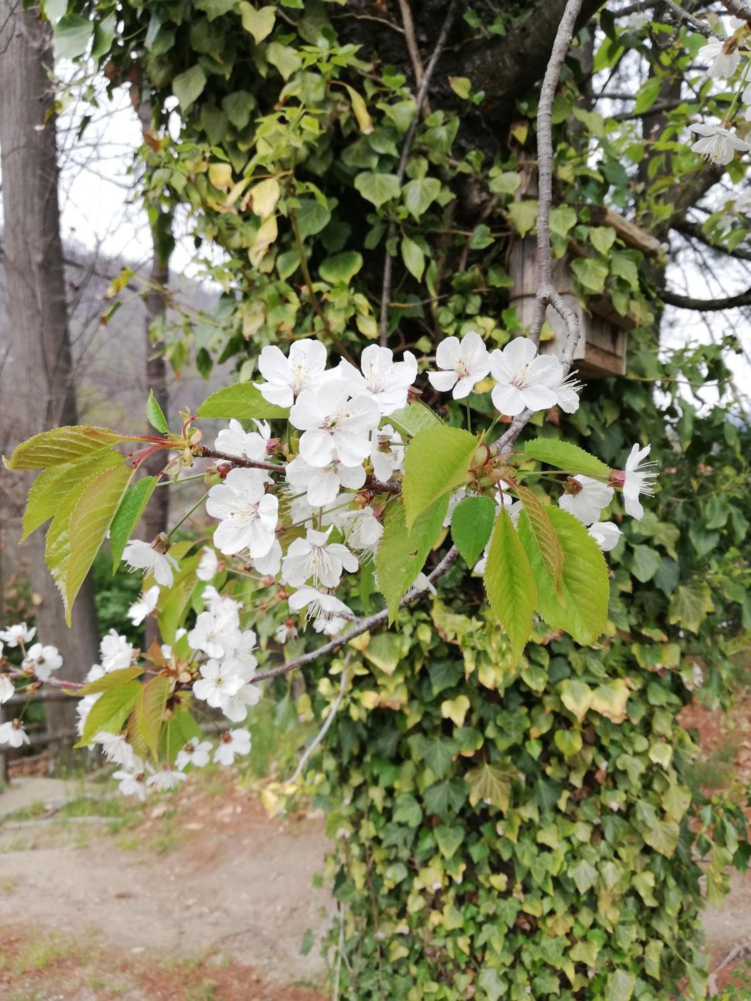 Agriturismo Al Motto Cambiasca 外观 照片